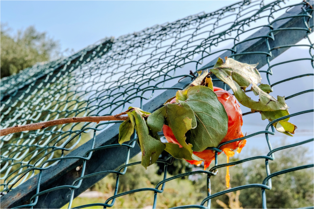 Main image Persimmon