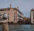 Main image Venice Pigeon