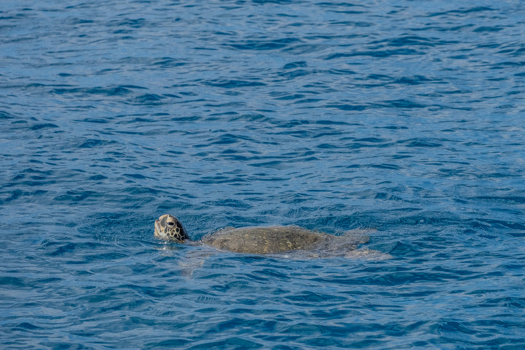 Mamala Bay Turtle