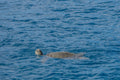 Mamala Bay Turtle